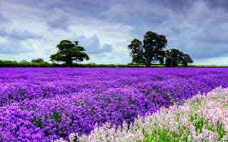 Cryptocurrency Market Analysis: Deciphering Declines and Bottom Signals