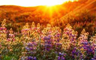 Cryptocurrency Market Analysis: Deciphering Declines and Bottom Signals