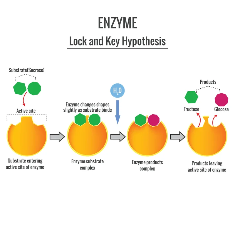Enzymes: What They Are, How They Work, and Why They Matter